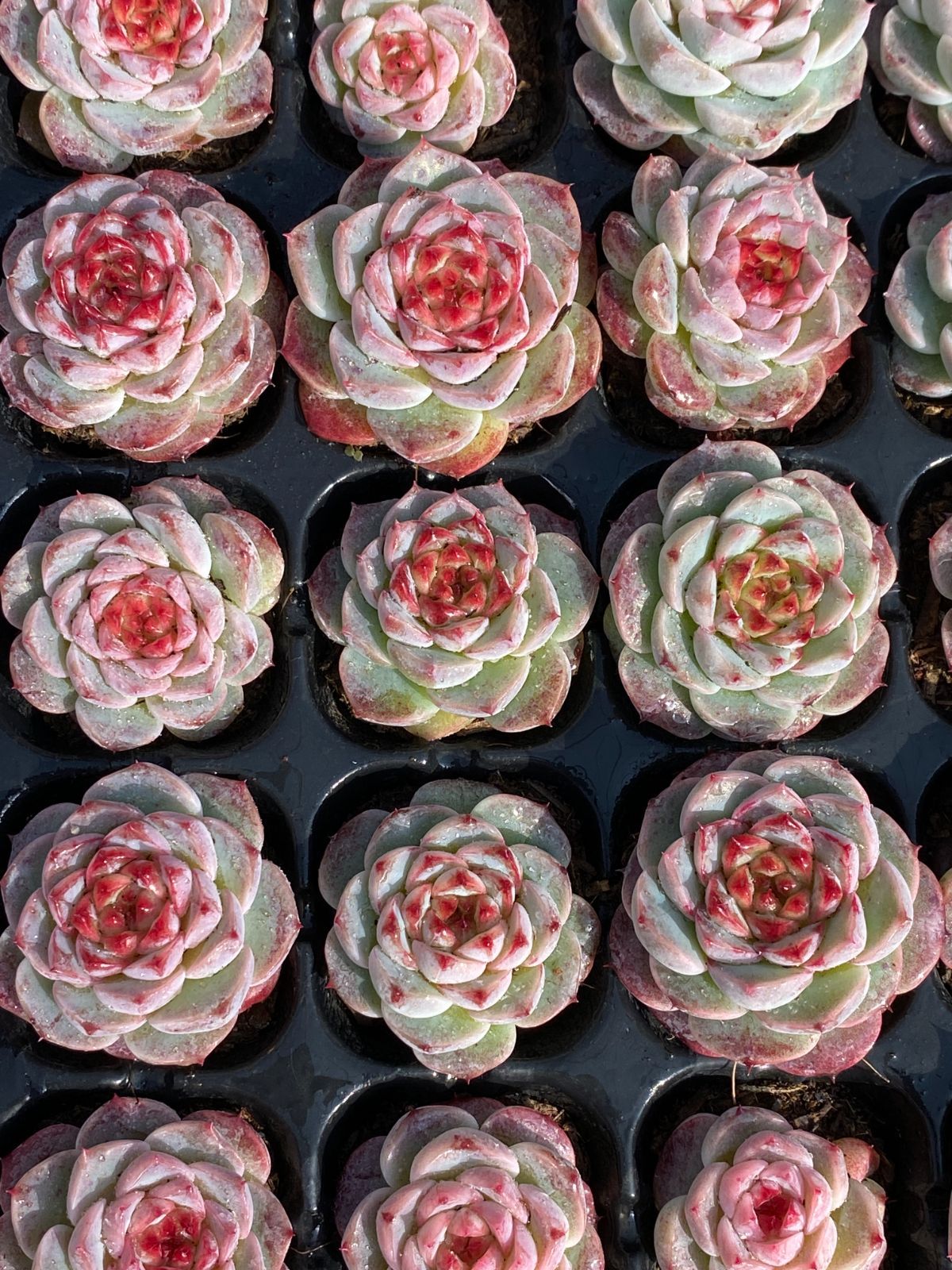 ブラックフライデー限定価格】XP14 ビロード 72苗セット 土と根付き