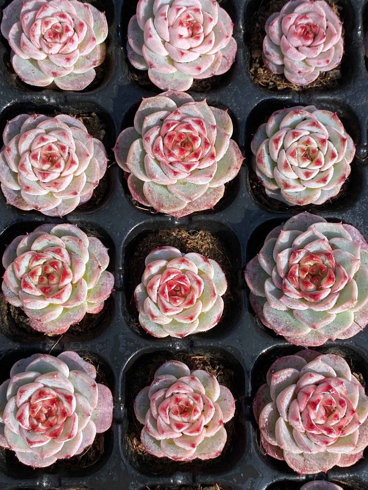 ブラックフライデー限定価格】XP14 ビロード 72苗セット 土と根付き