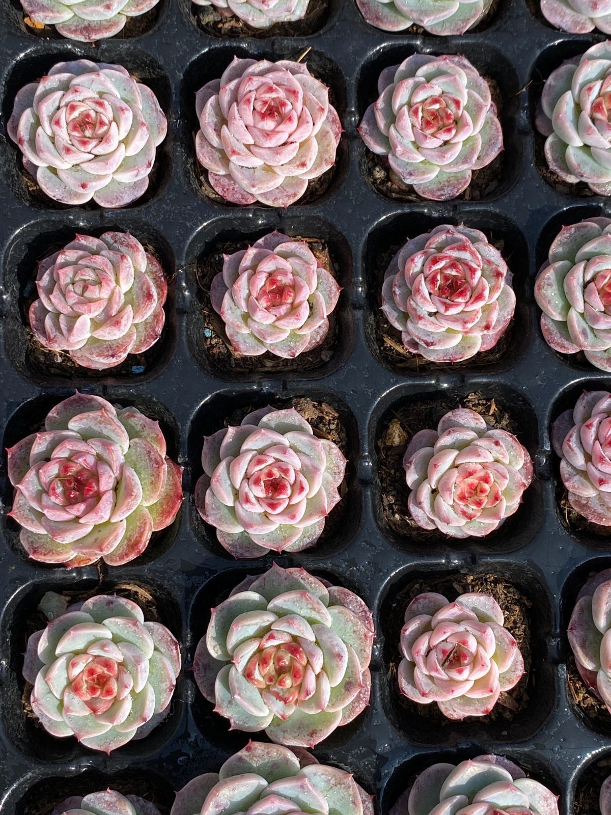 ブラックフライデー限定価格】XP14 ビロード 72苗セット 土と根付き