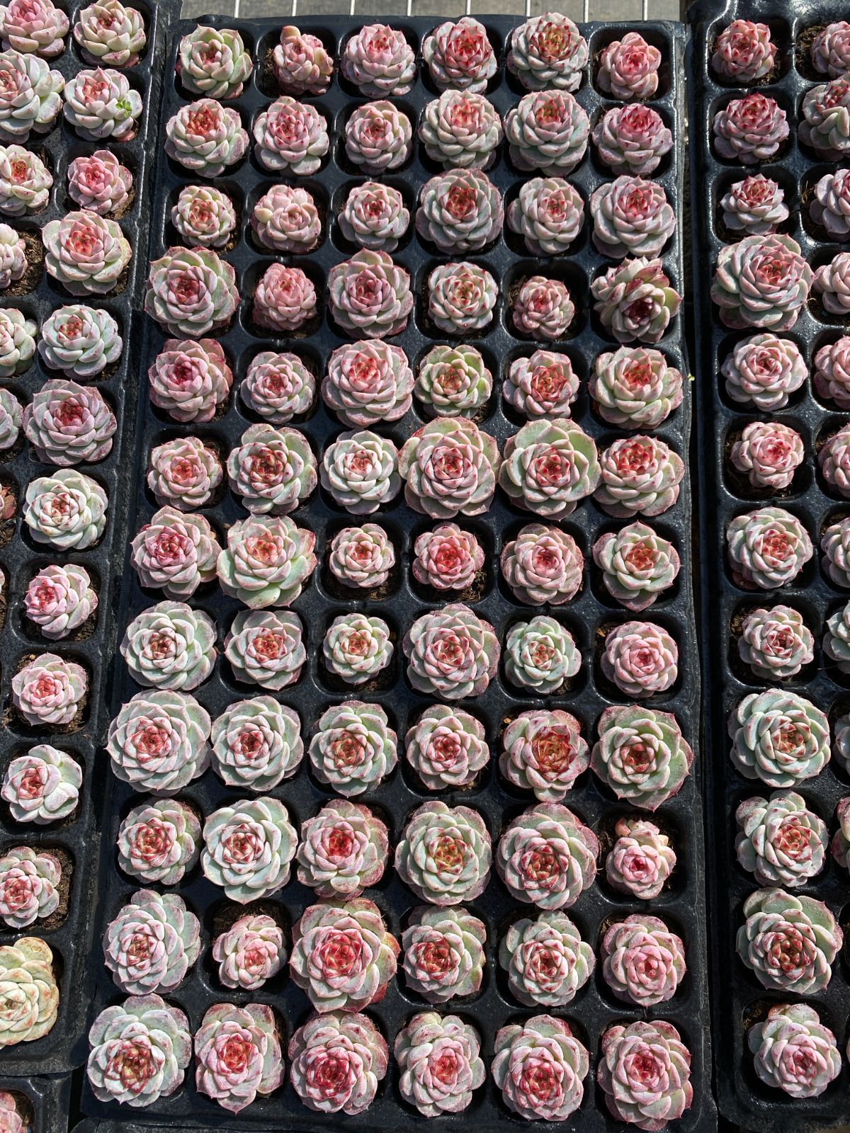 ブラックフライデー限定価格】XP14 ビロード 72苗セット 土と根付き