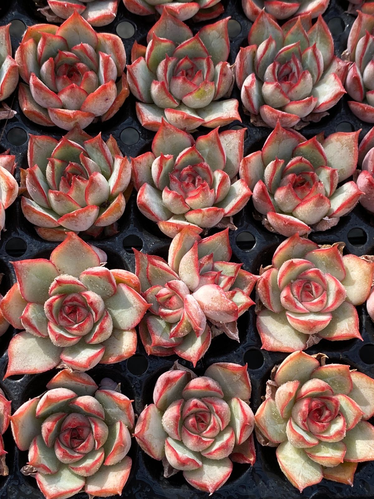 新発売 XP16 ロータスランタン 72苗セット 土と根付き 多肉植物