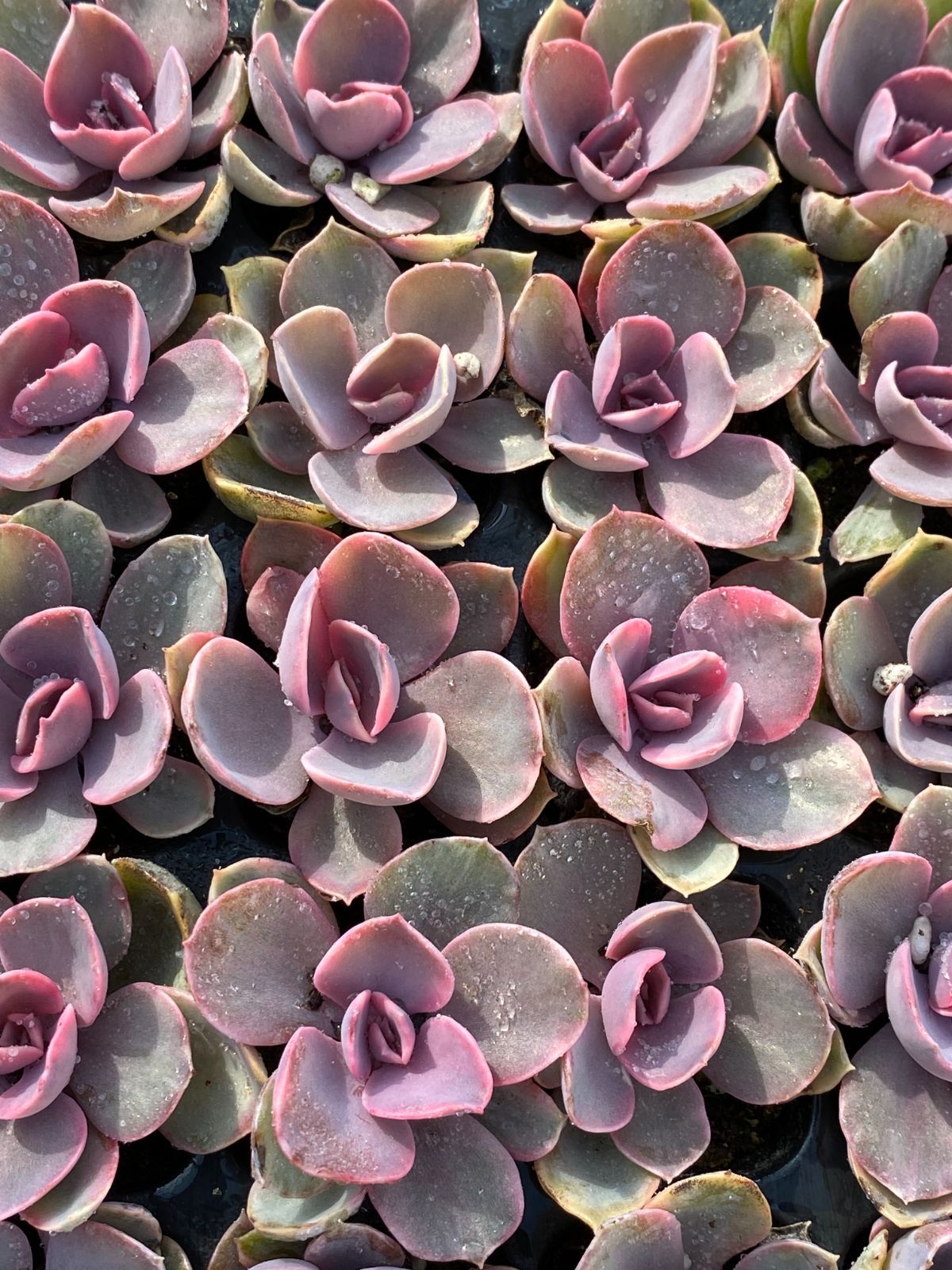 ブラックフライデー限定価格】XP17 虹のキャンディー 105苗セット 土と