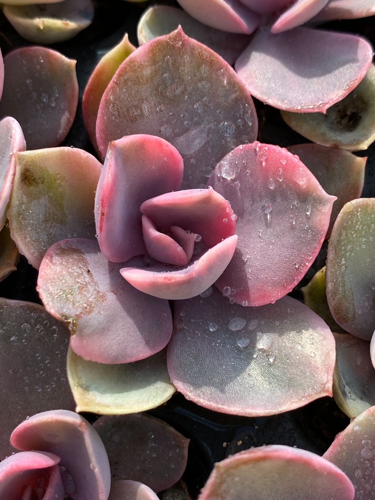 ブラックフライデー限定価格】XP17 虹のキャンディー 105苗セット 土と