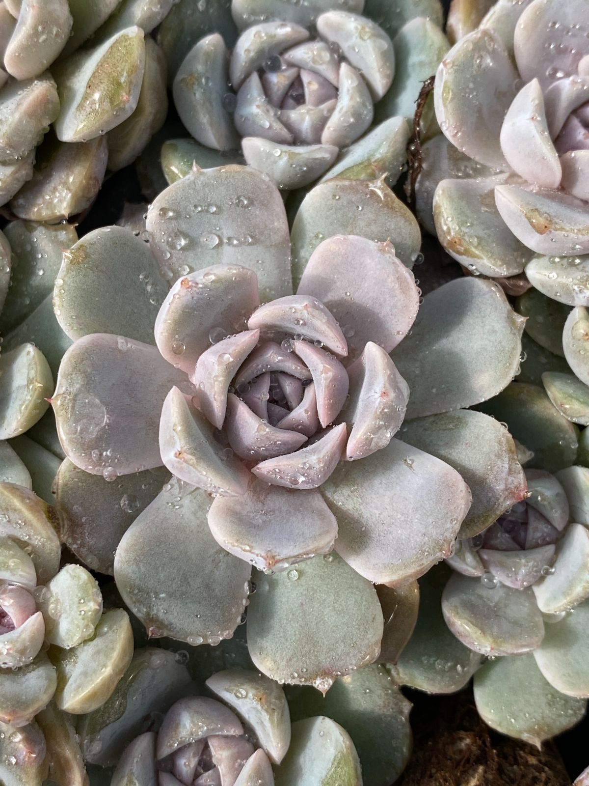 ブラックフライデー限定価格】XP18 ハンバーガー 105苗セット 土と