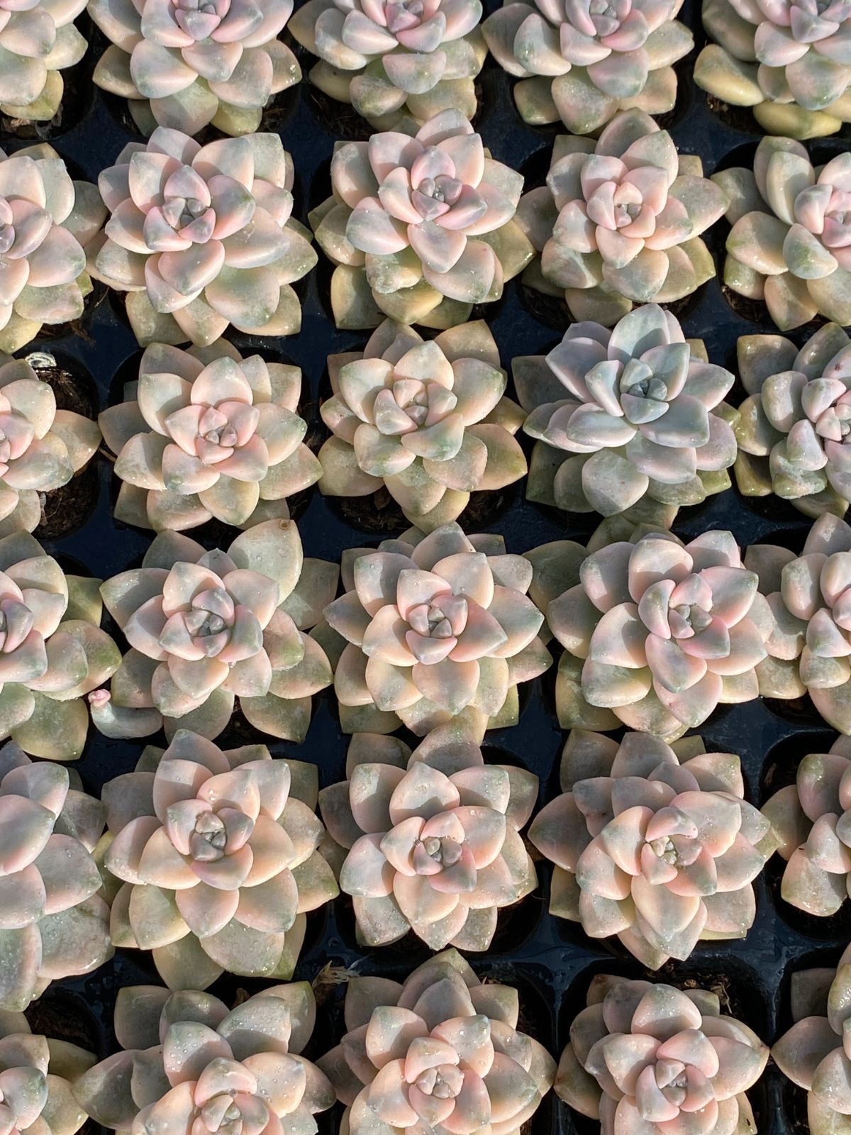 多肉植物　レア　天地　韓国苗 ブラックフライデー限定価格】XP19 ティテュバンス錦 72苗セット 土と