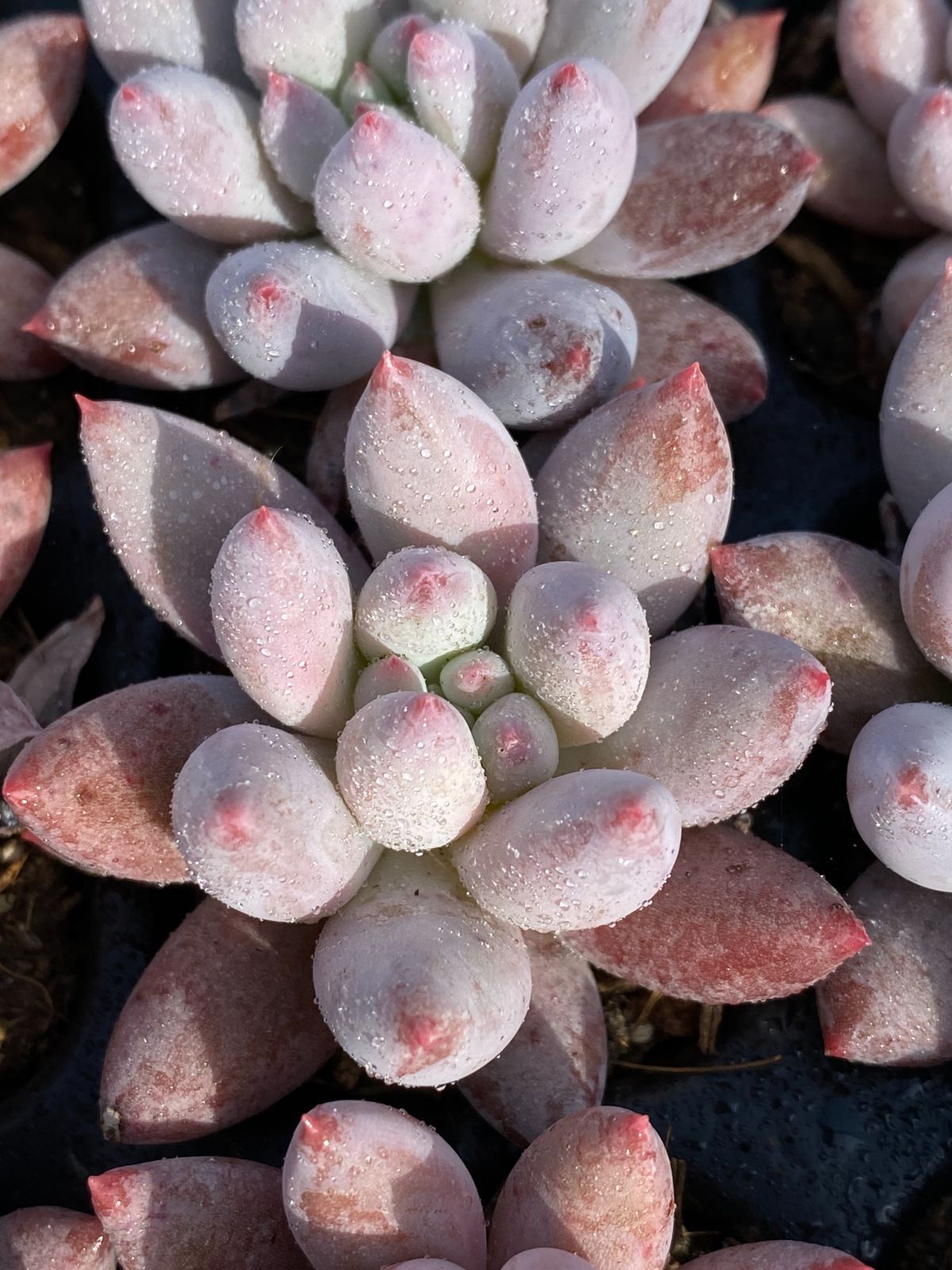 ブラックフライデー限定価格】XP20 ソロモン 72苗セット 土と根付き