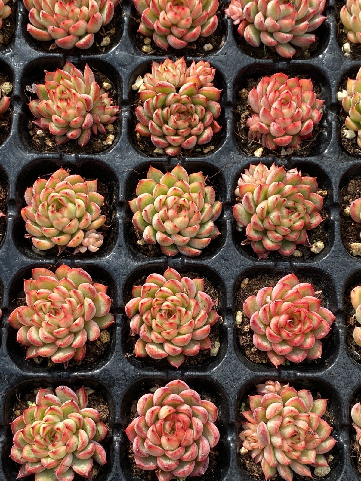 ブラックフライデー限定価格】XP21 メービナ 72苗セット 土と根付き