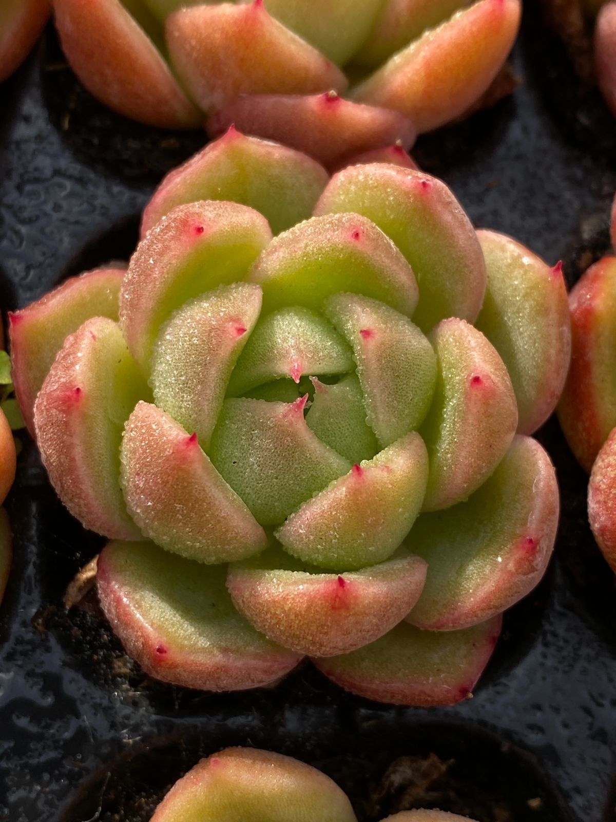 ブラックフライデー限定価格】XP24 晴れた空 72苗セット 土と根付き