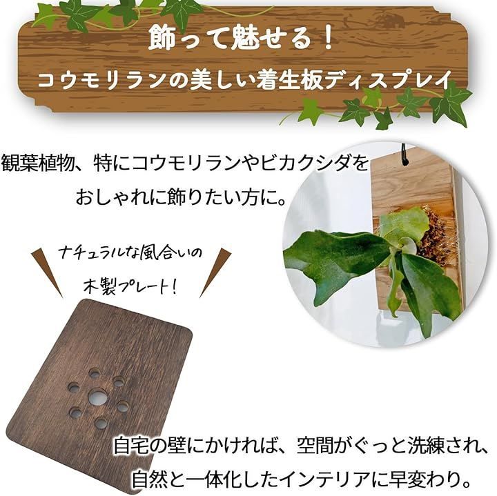nijimomo 着生板 コウモリラン ビカクシダ 壁掛けプレート 天然木 多肉