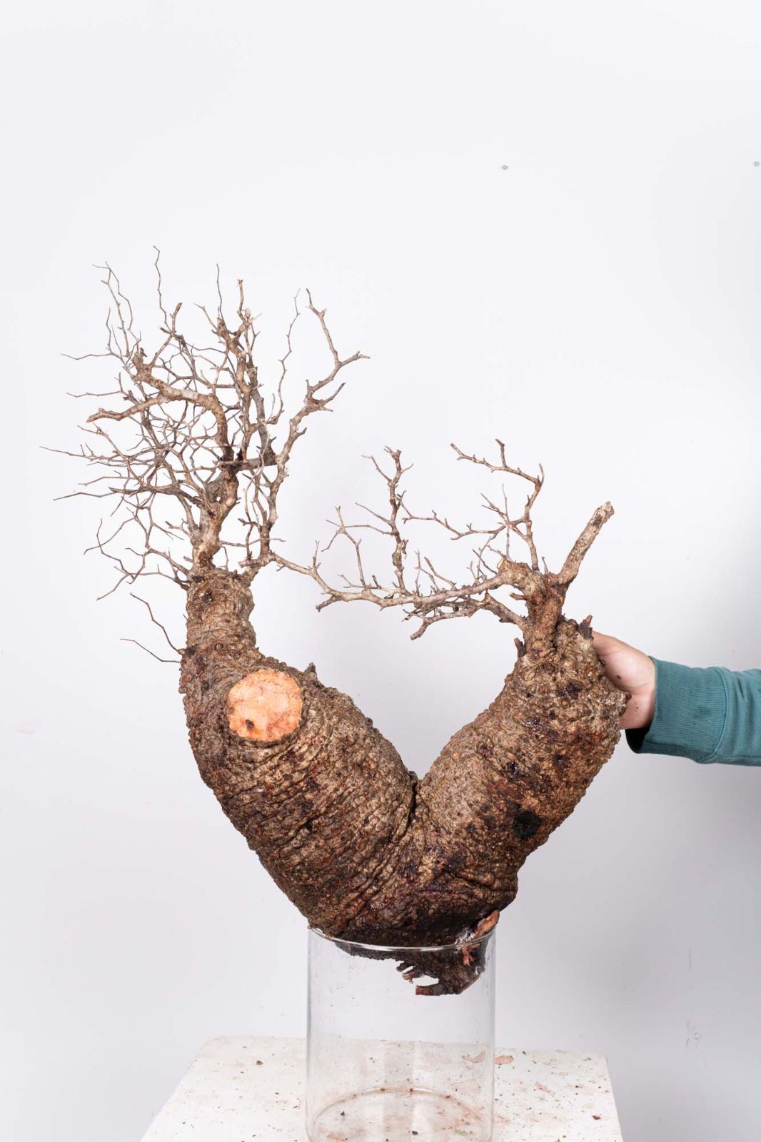 QP80 オペルクリカリア パキプス コーデックス ベアルート株 - メルカリ