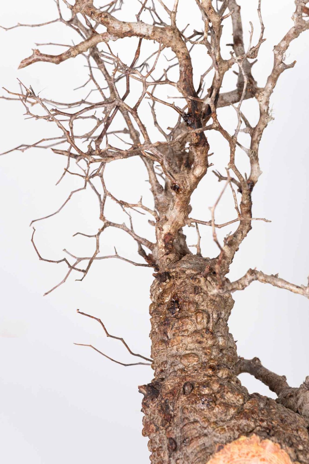 QP80 オペルクリカリア パキプス コーデックス ベアルート株 - メルカリ