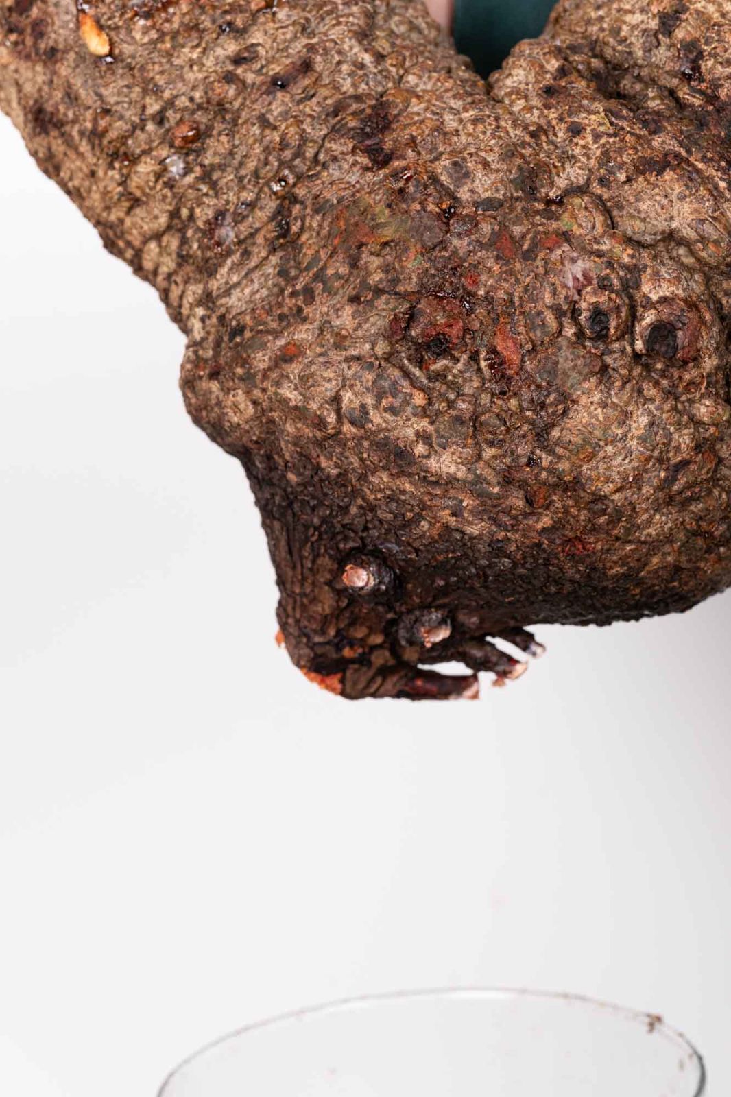 QP80 オペルクリカリア パキプス コーデックス ベアルート株 - メルカリ