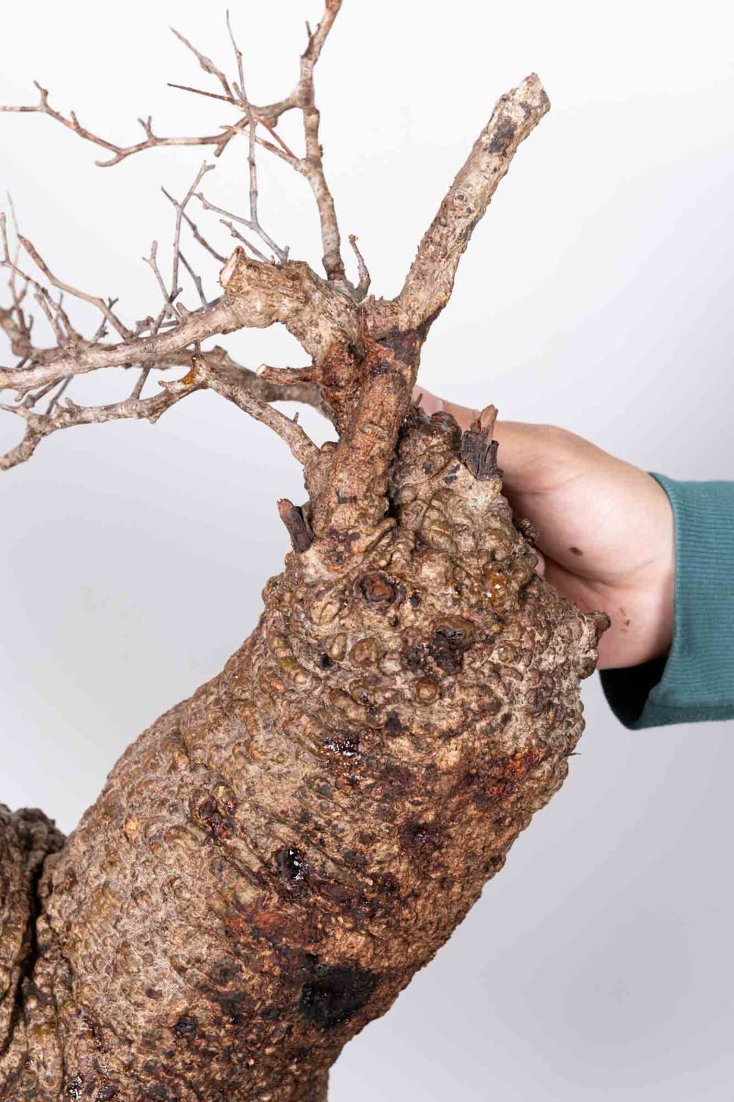 QP80 オペルクリカリア パキプス コーデックス ベアルート株 - メルカリ