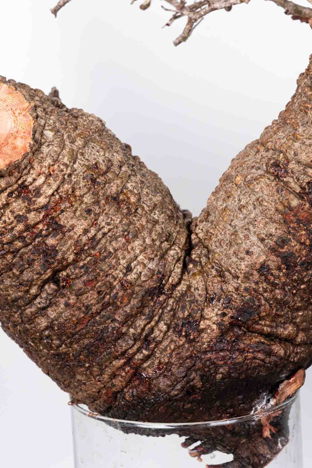 QP80 オペルクリカリア パキプス コーデックス ベアルート株 - メルカリ