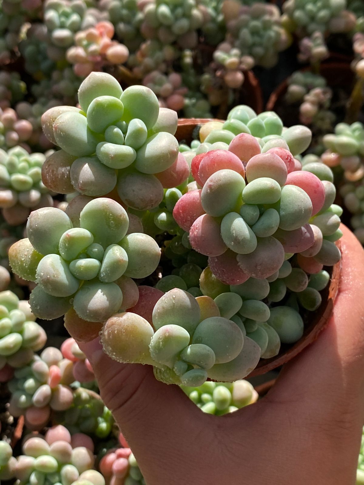 【18株の抜き苗セット】ロココ 多肉植物 佐川急便発送 エケベリア 韓国苗 ZZ5