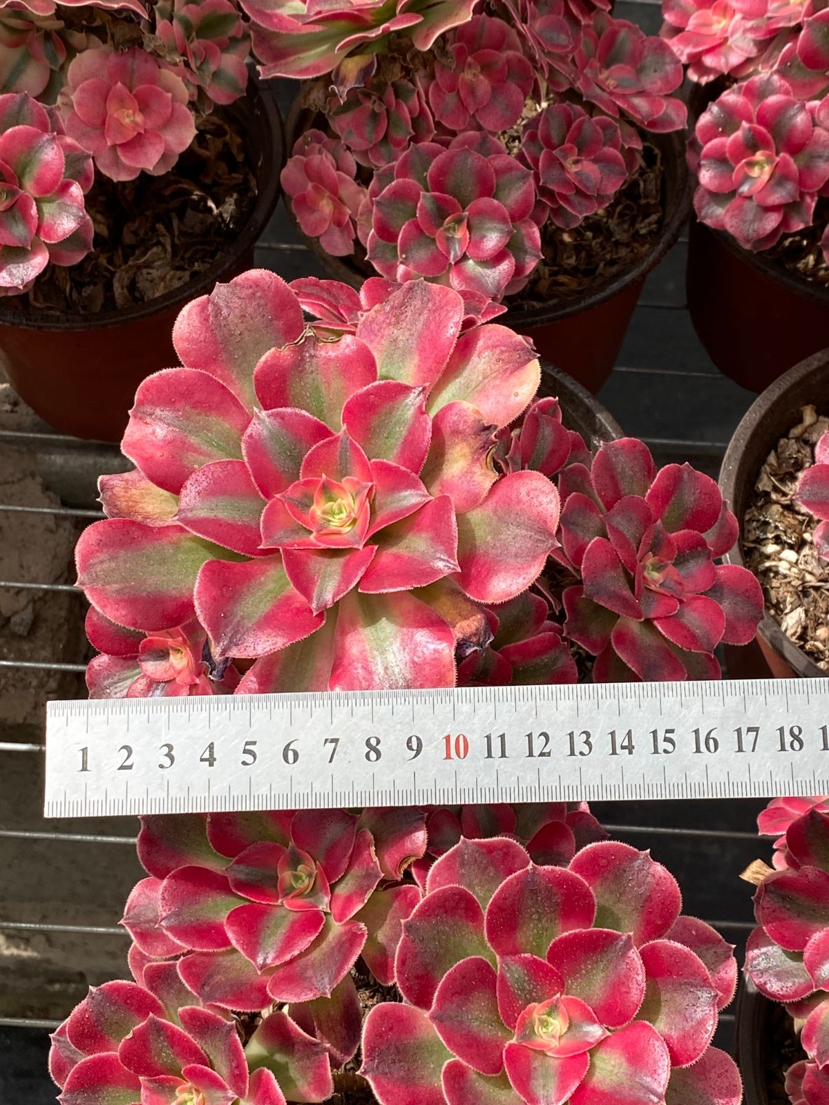 15株の抜き苗セット ピンクウィッチ 多肉植物 佐川急便発送 エケベリア 韓国苗 ZZ 10