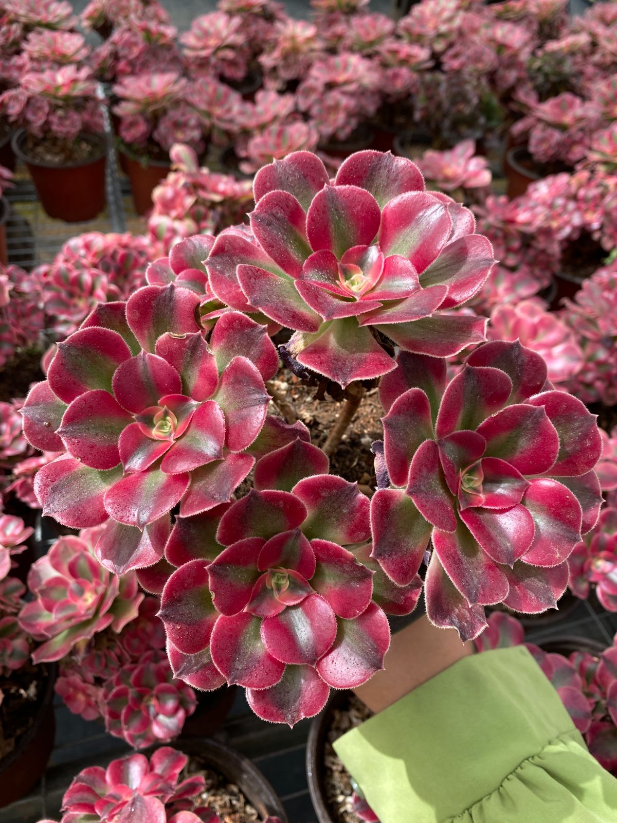 15株の抜き苗セット ピンクウィッチ 多肉植物 佐川急便発送 エケベリア 韓国苗 ZZ 10