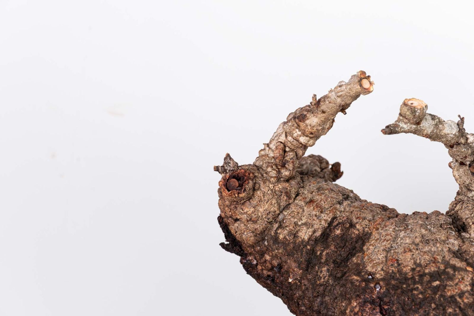 QP81 オペルクリカリア パキプス コーデックス ベアルート株 - メルカリ