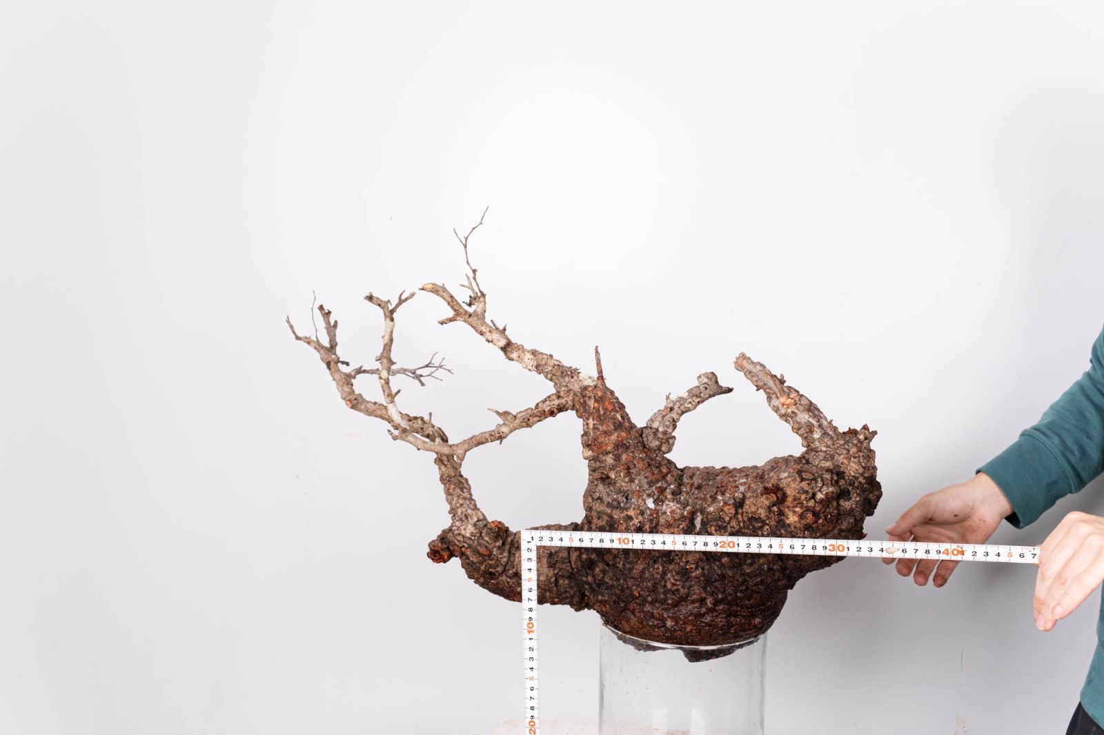 QP81 オペルクリカリア パキプス コーデックス ベアルート株 - メルカリ