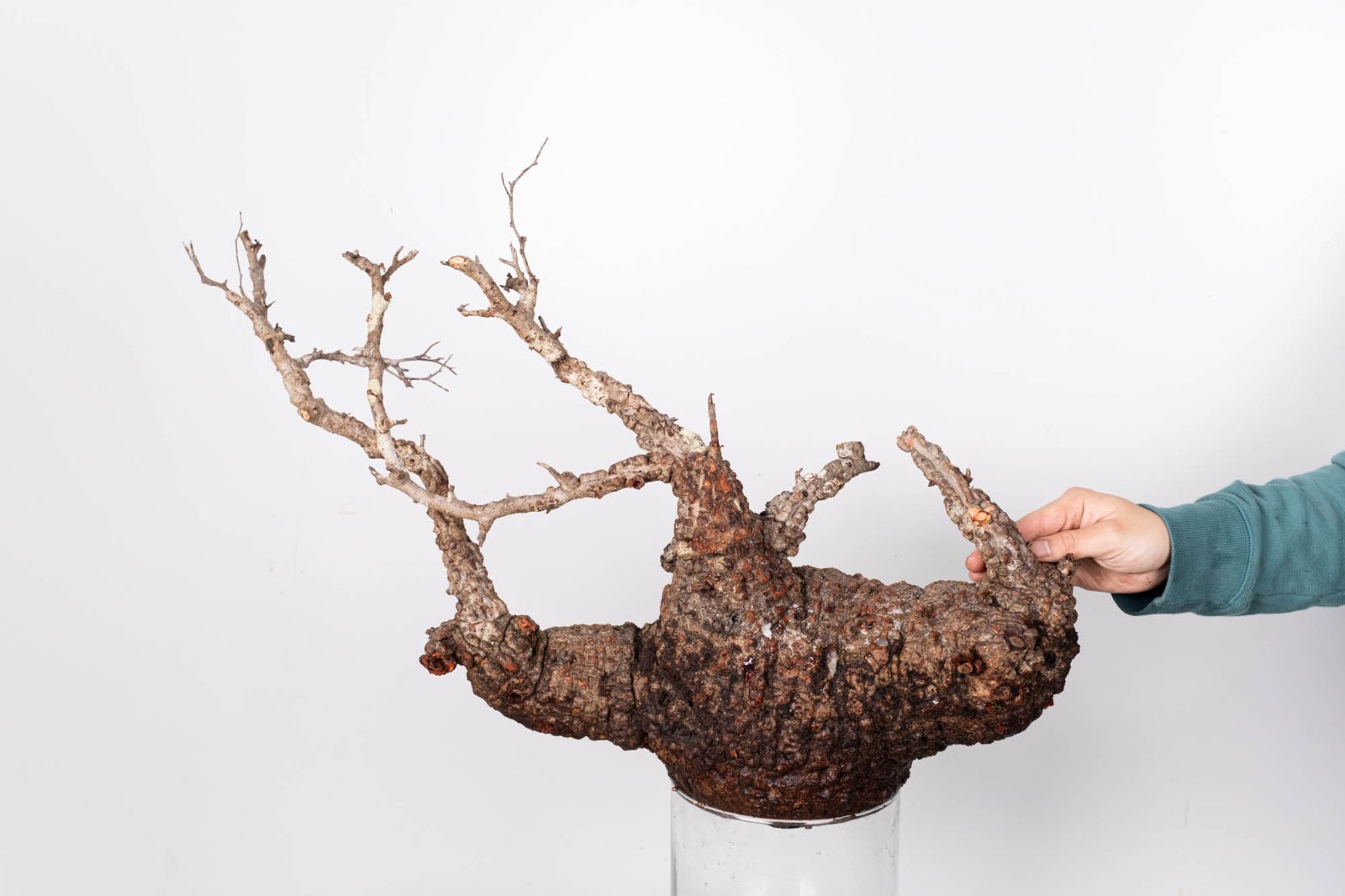 KP121 オペルクリカリア パキプス コーデックス ベアルート株 QP81 オペルクリカリア パキプス コーデックス ベアルート株 - メルカリ