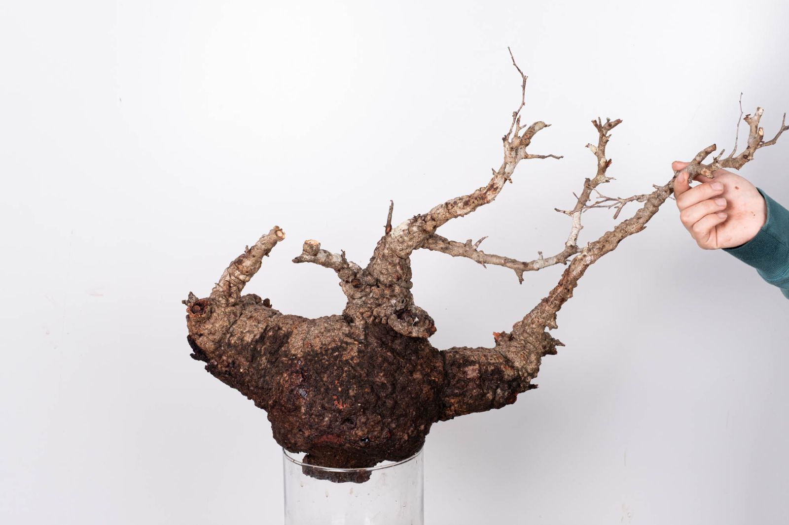 QP81 オペルクリカリア パキプス コーデックス ベアルート株 - メルカリ