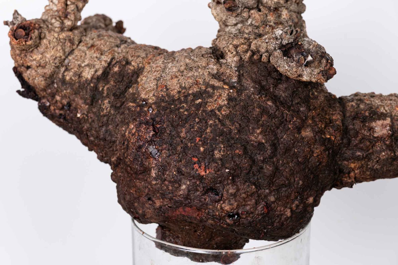 QP81 オペルクリカリア パキプス コーデックス ベアルート株 - メルカリ