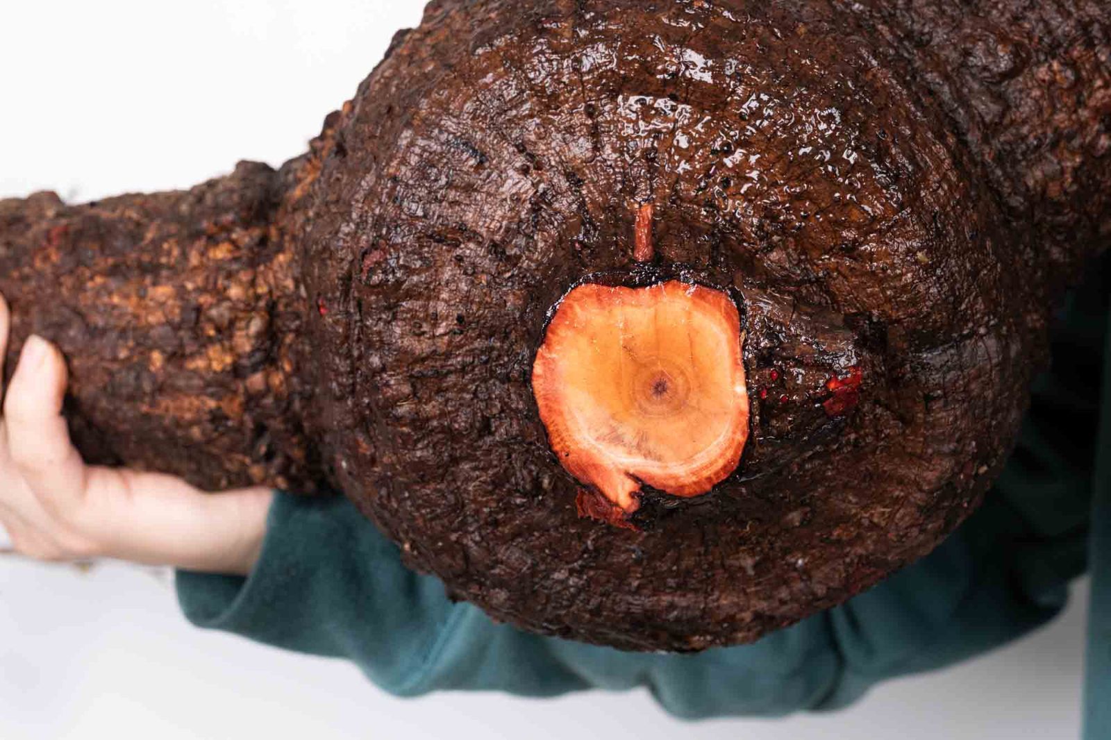 QP81 オペルクリカリア パキプス コーデックス ベアルート株 - メルカリ