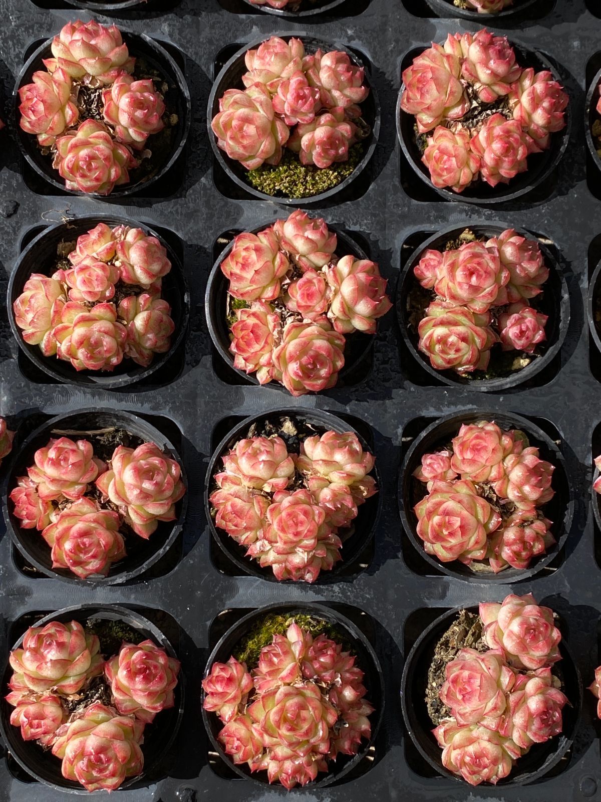 50株の抜き苗セット