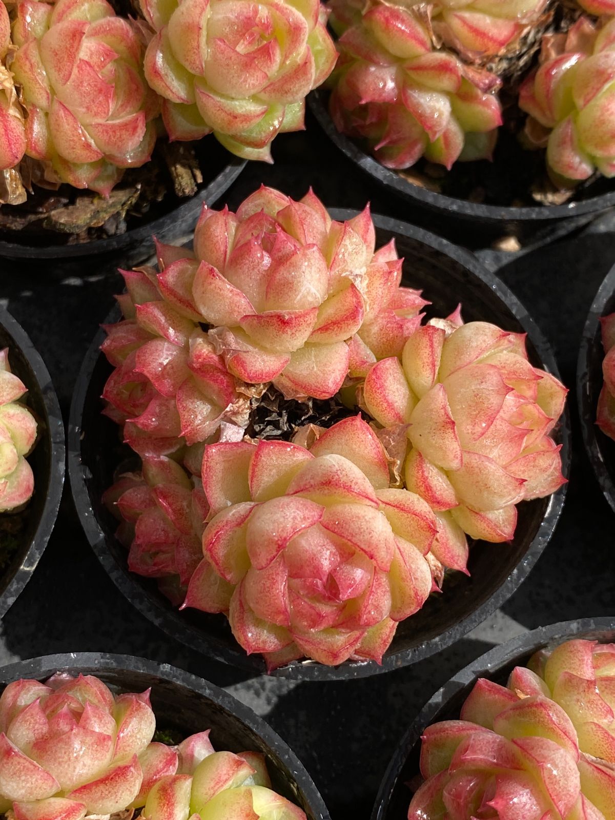 50株の抜き苗セット ピンククィーン 多肉植物 佐川急便発送 エケベリア 韓国苗 ZZ 11 ツヤ葉 モンステラ