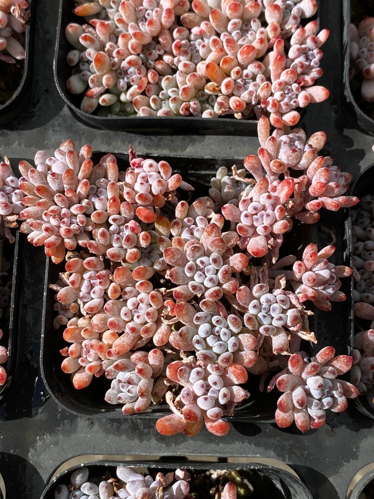 50株の抜き苗セット ブルービーン 多肉植物 佐川急便発送 エケベリア 韓国苗 ZZ 18