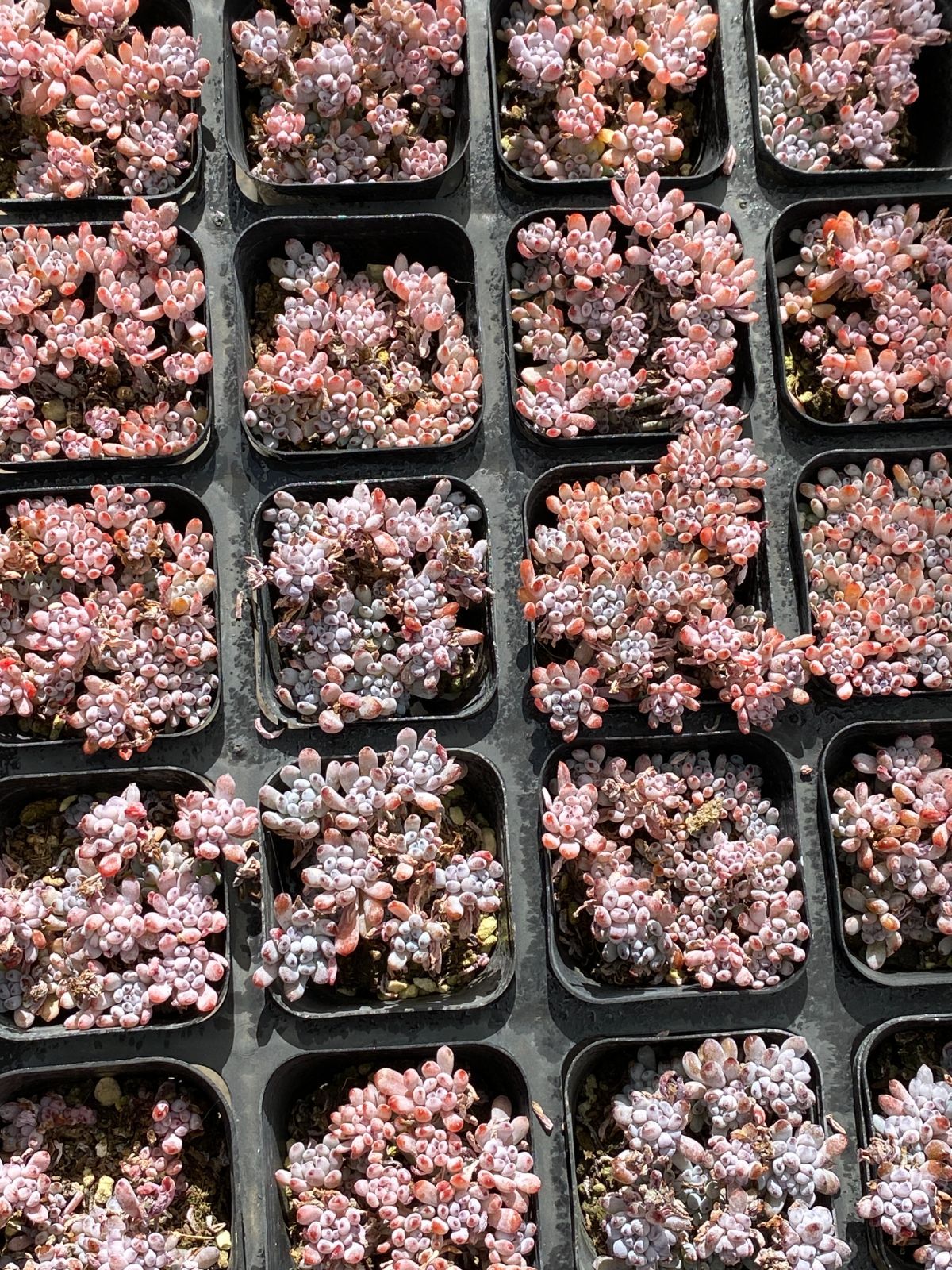 50株の抜き苗セット ブルービーン 多肉植物 佐川急便発送 エケベリア 韓国苗 ZZ 18