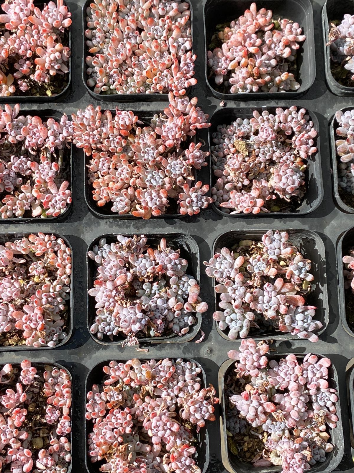 50株の抜き苗セット ブルービーン 多肉植物 佐川急便発送 エケベリア 韓国苗 ZZ 18