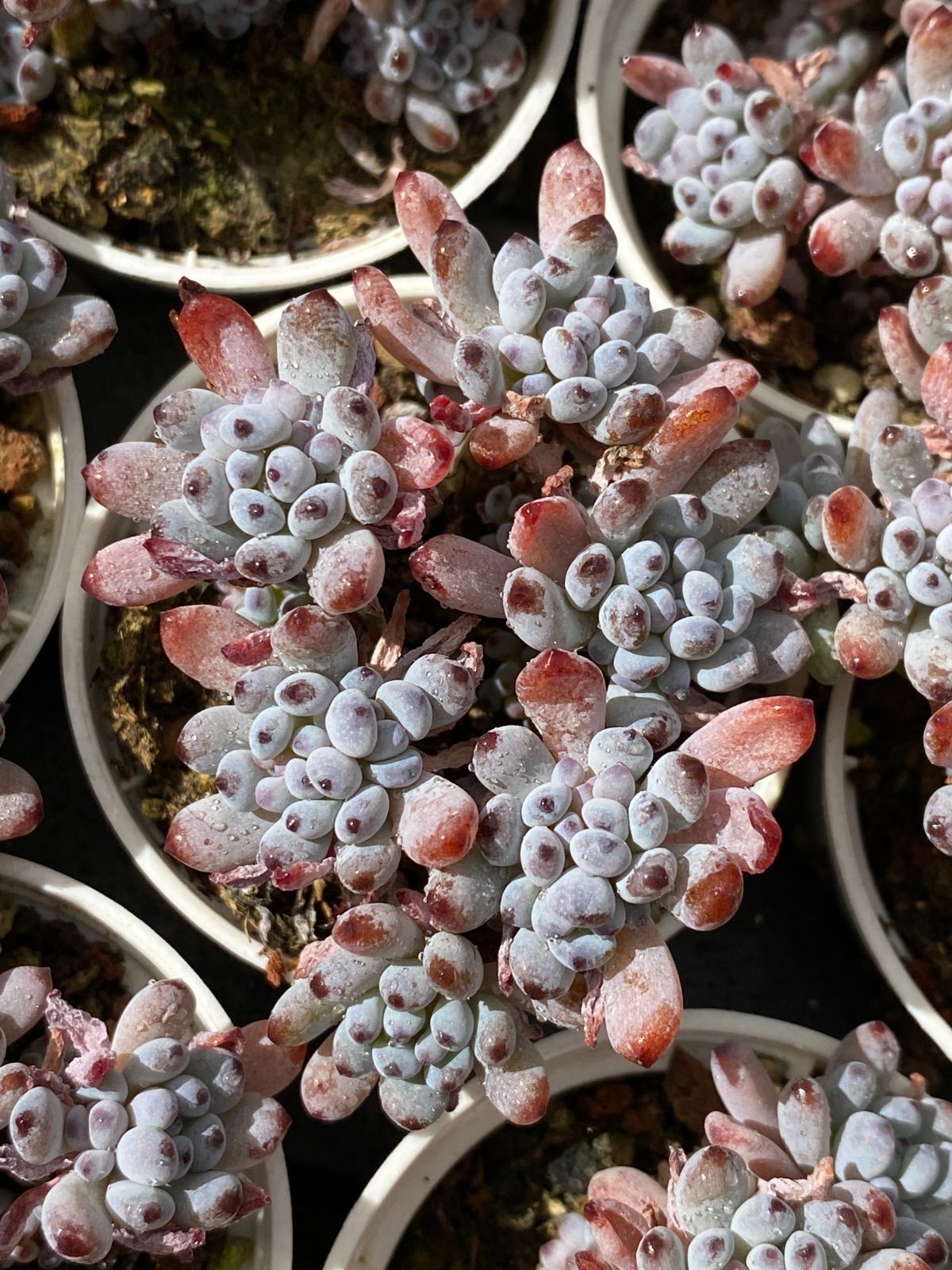 50株の抜き苗セット ブルービーン 多肉植物 佐川急便発送 エケベリア 韓国苗 ZZ 19