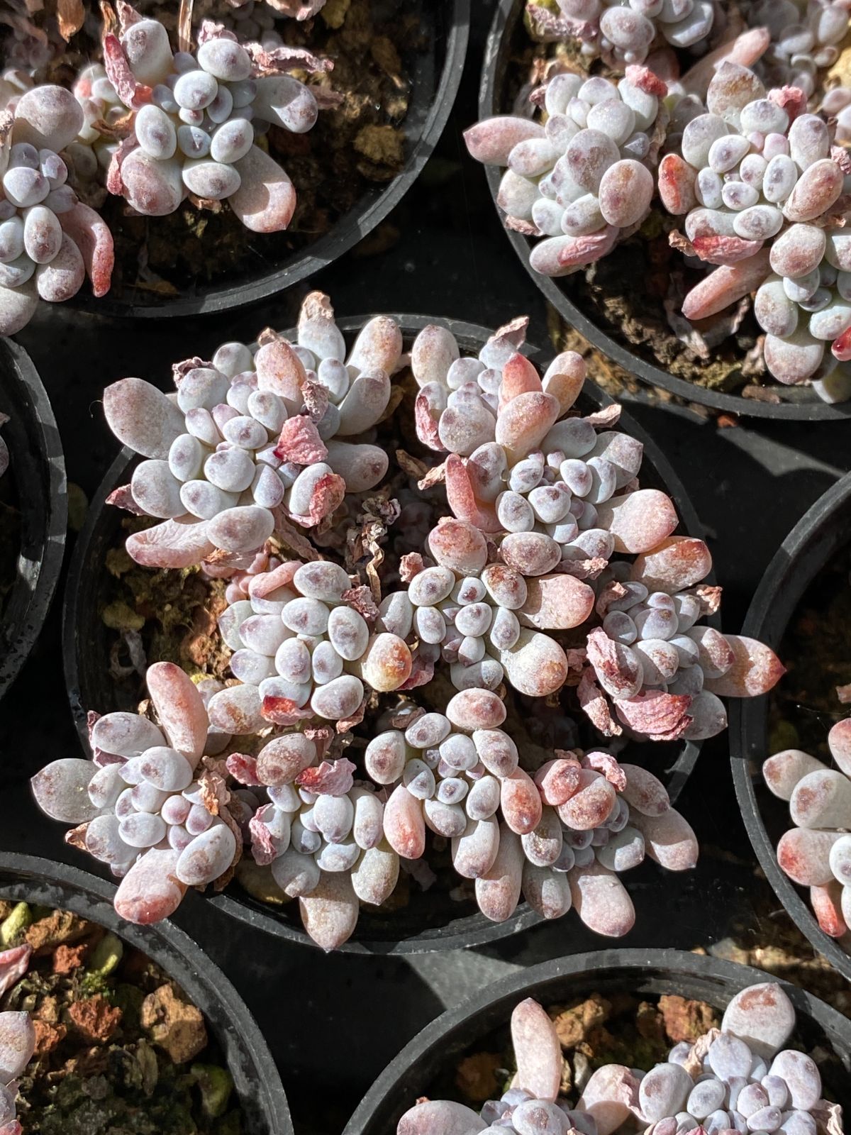 50株の抜き苗セット ブルービーン 多肉植物 佐川急便発送 エケベリア 韓国苗 ZZ 19