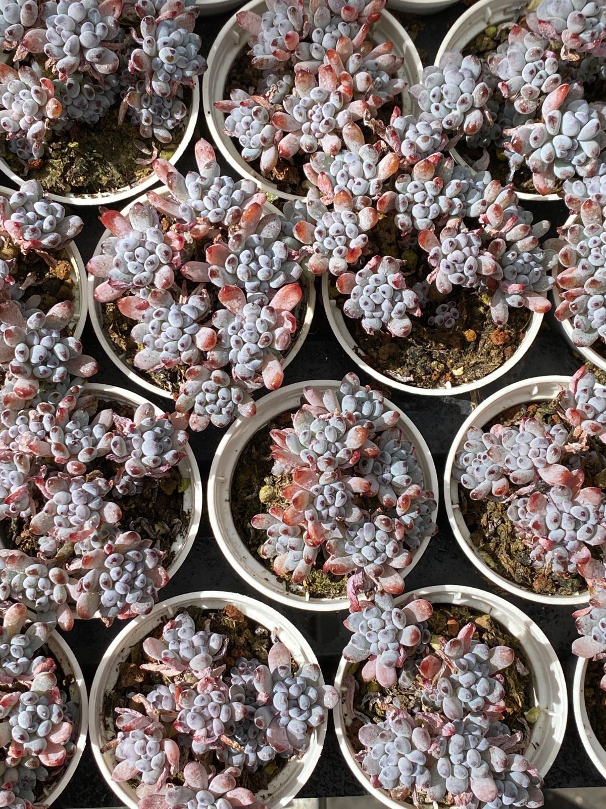 50株の抜き苗セット ブルービーン 多肉植物 佐川急便発送 エケベリア 韓国苗 ZZ 19