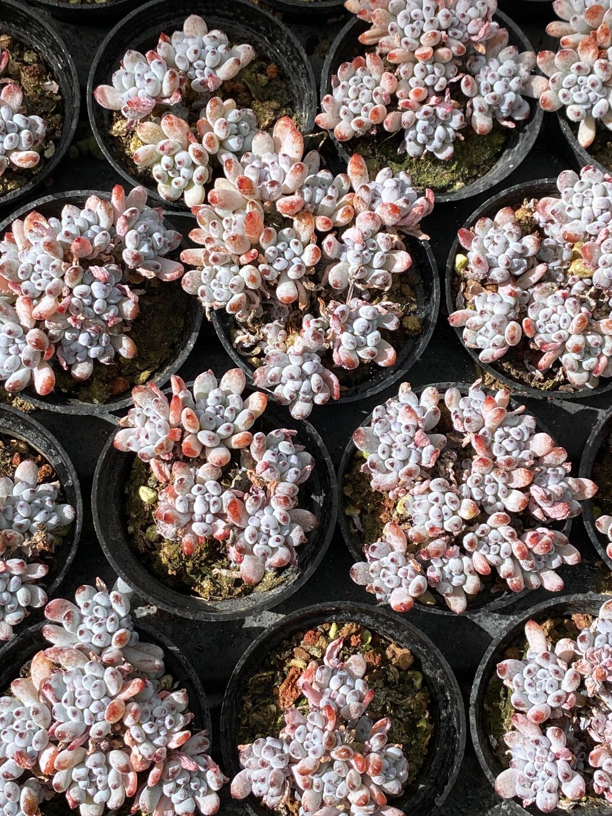 50株の抜き苗セット ブルービーン 多肉植物 佐川急便発送 エケベリア 韓国苗 ZZ 19