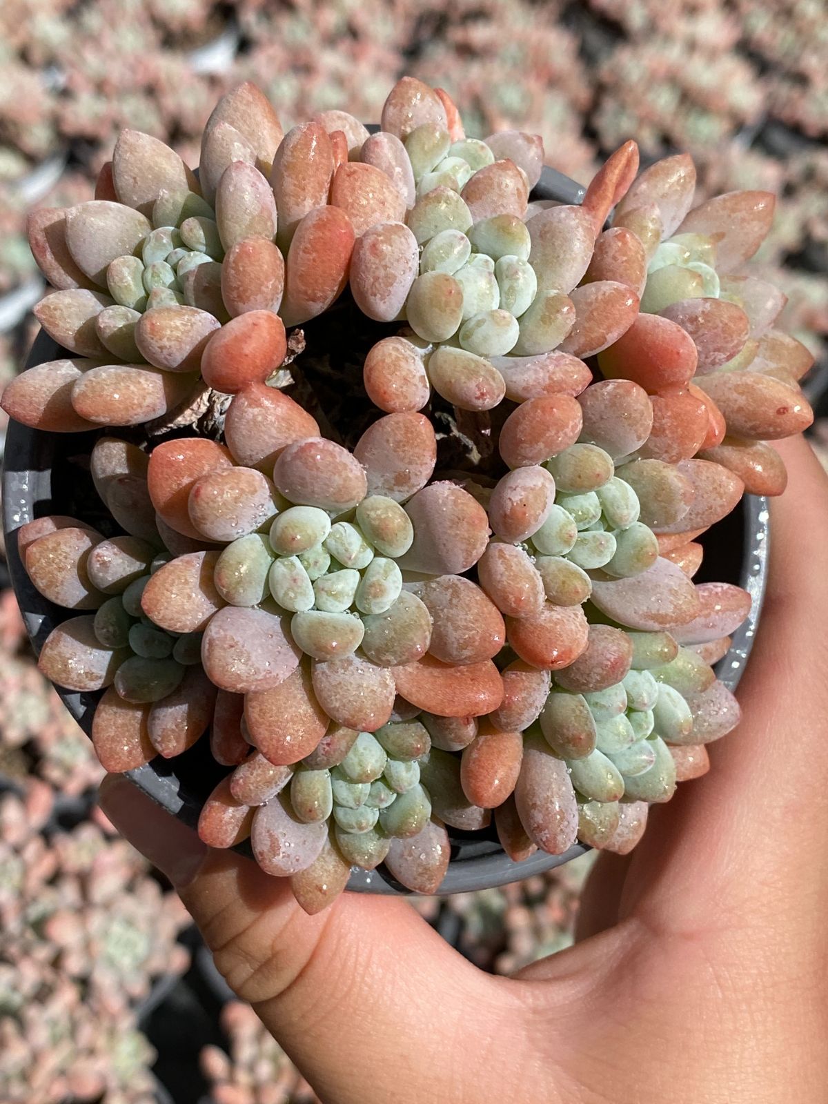 18株の抜き苗セット キャビア 多肉植物 佐川急便発送 エケベリア 韓国苗 ZZ 21