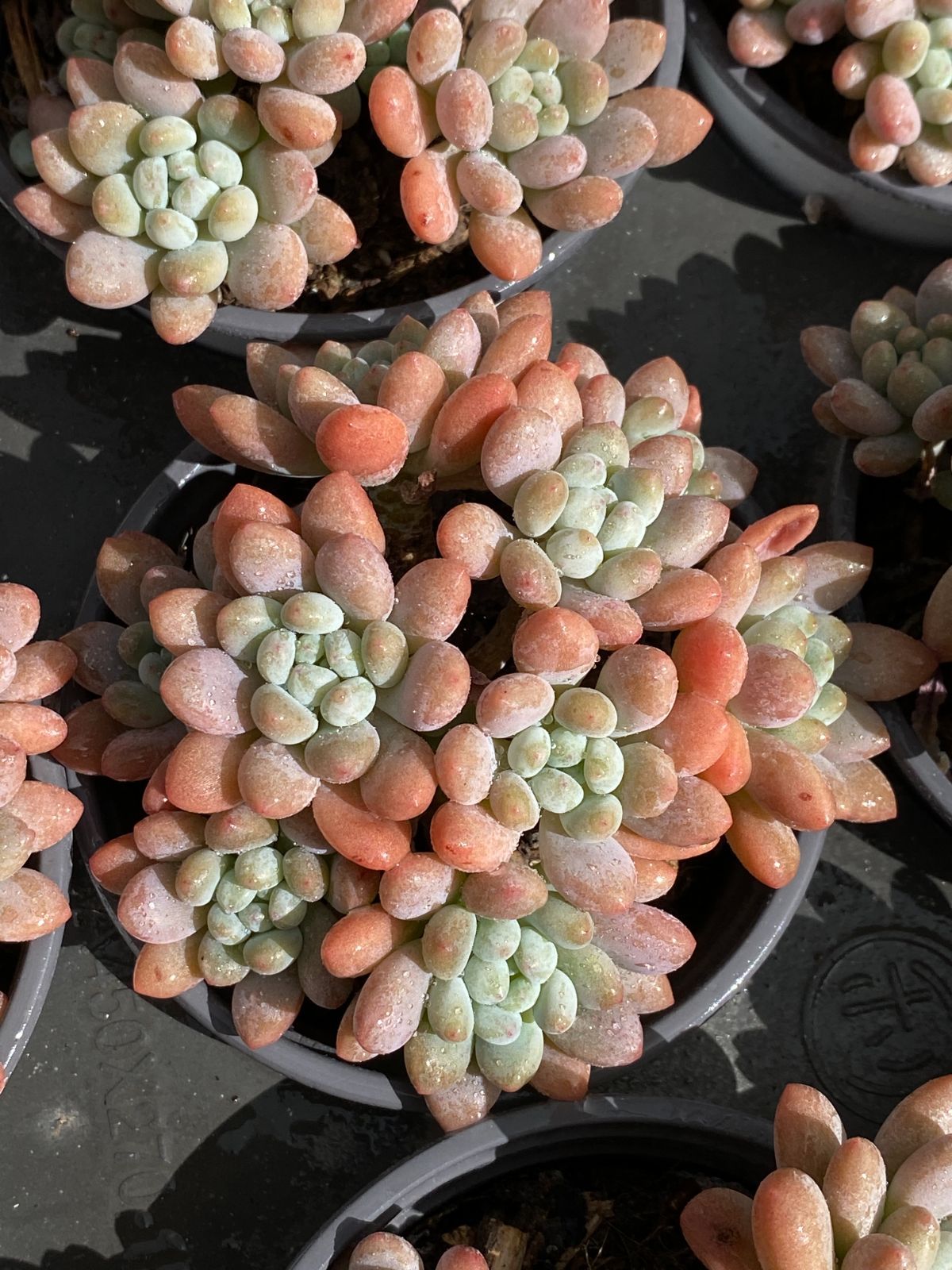 18株の抜き苗セット キャビア 多肉植物 佐川急便発送 エケベリア 韓国苗 ZZ 21