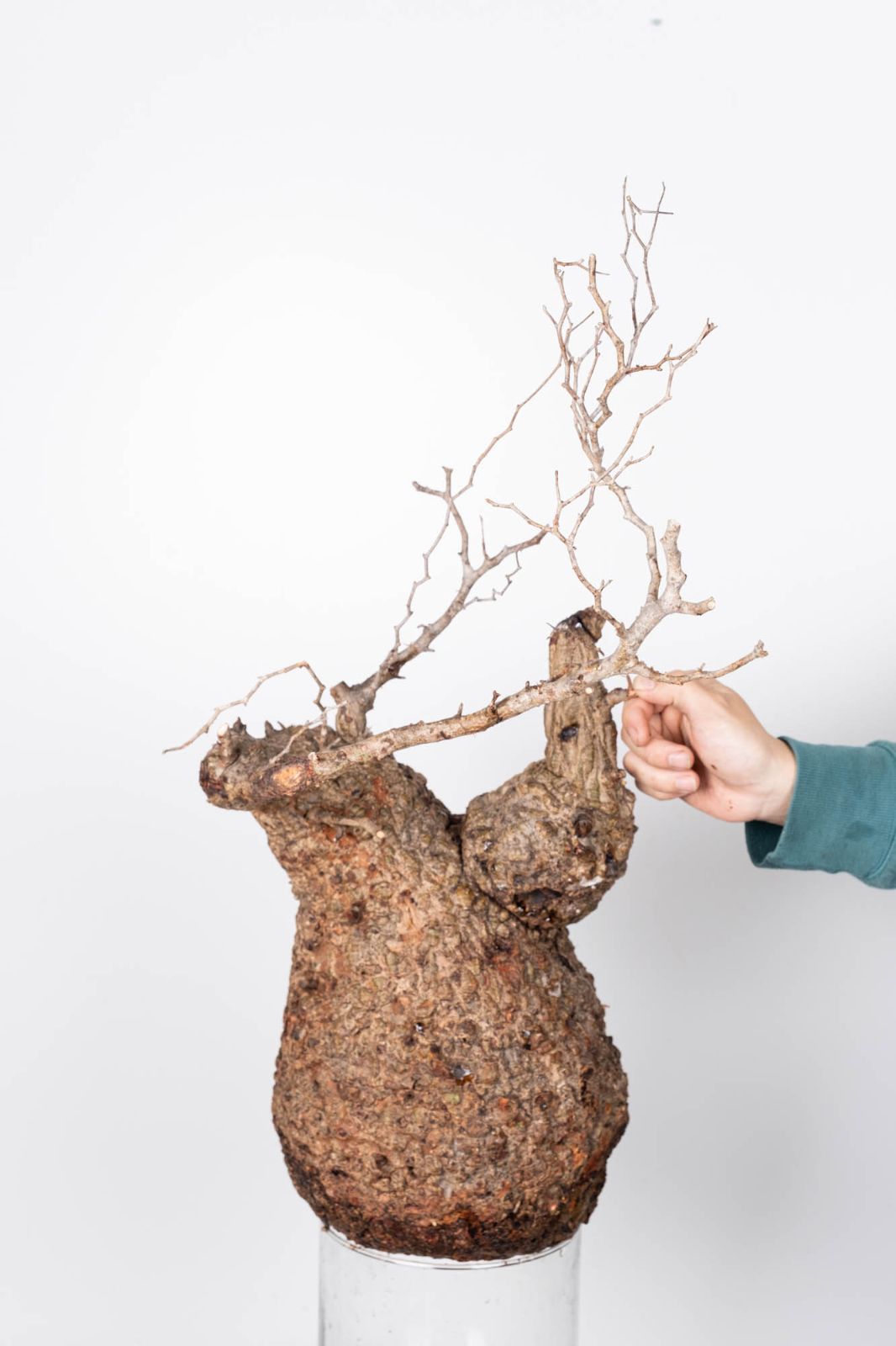 QP82 オペルクリカリア パキプス コーデックス ベアルート株 - メルカリ