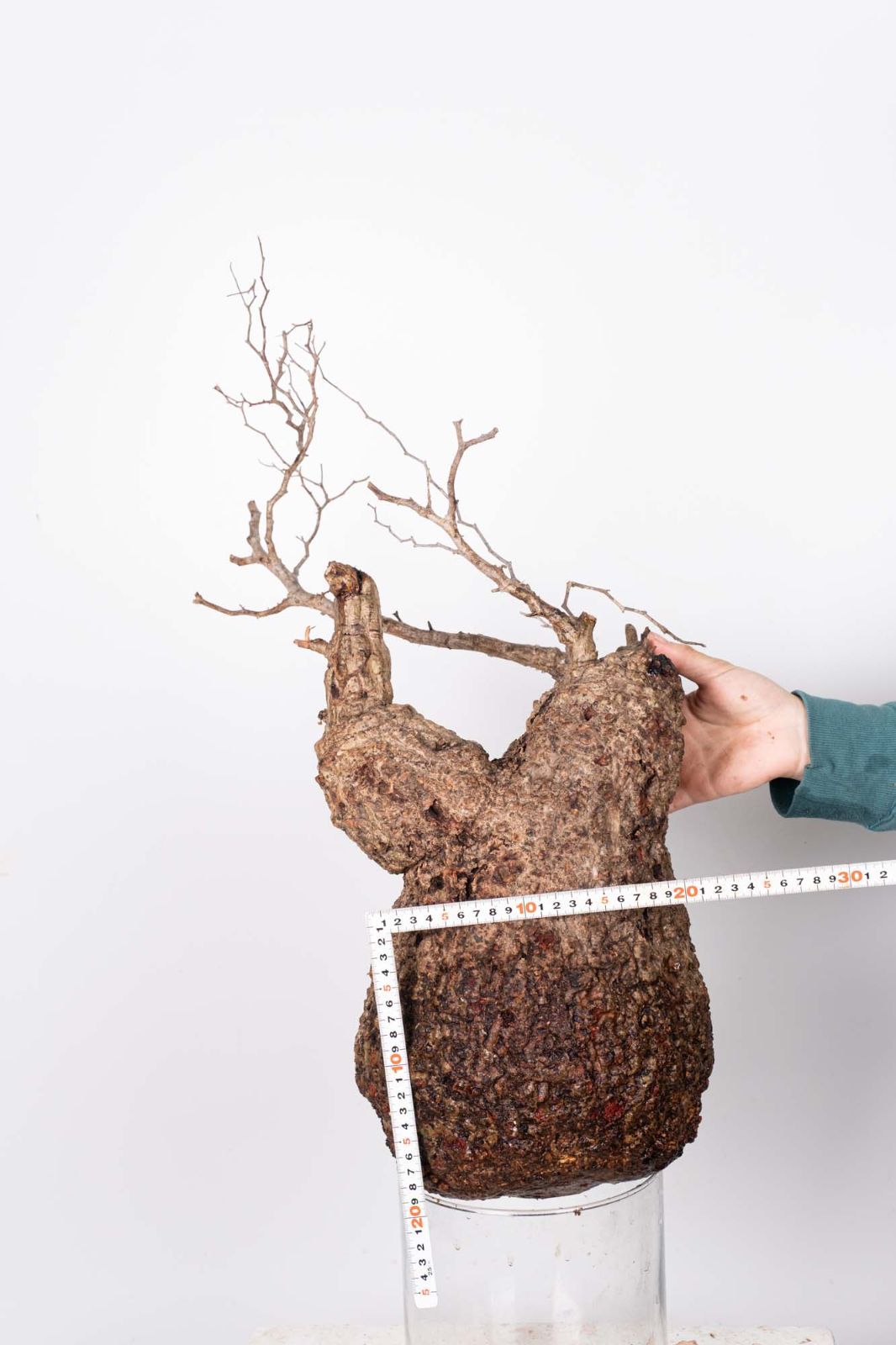 QP82 オペルクリカリア パキプス コーデックス ベアルート株 - メルカリ