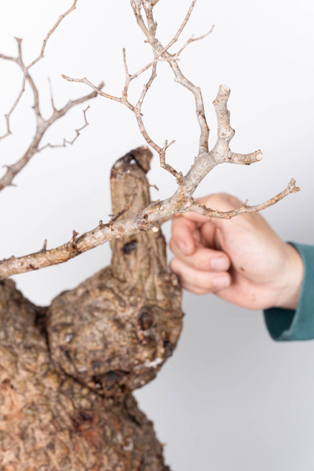 QP82 オペルクリカリア パキプス コーデックス ベアルート株 - メルカリ