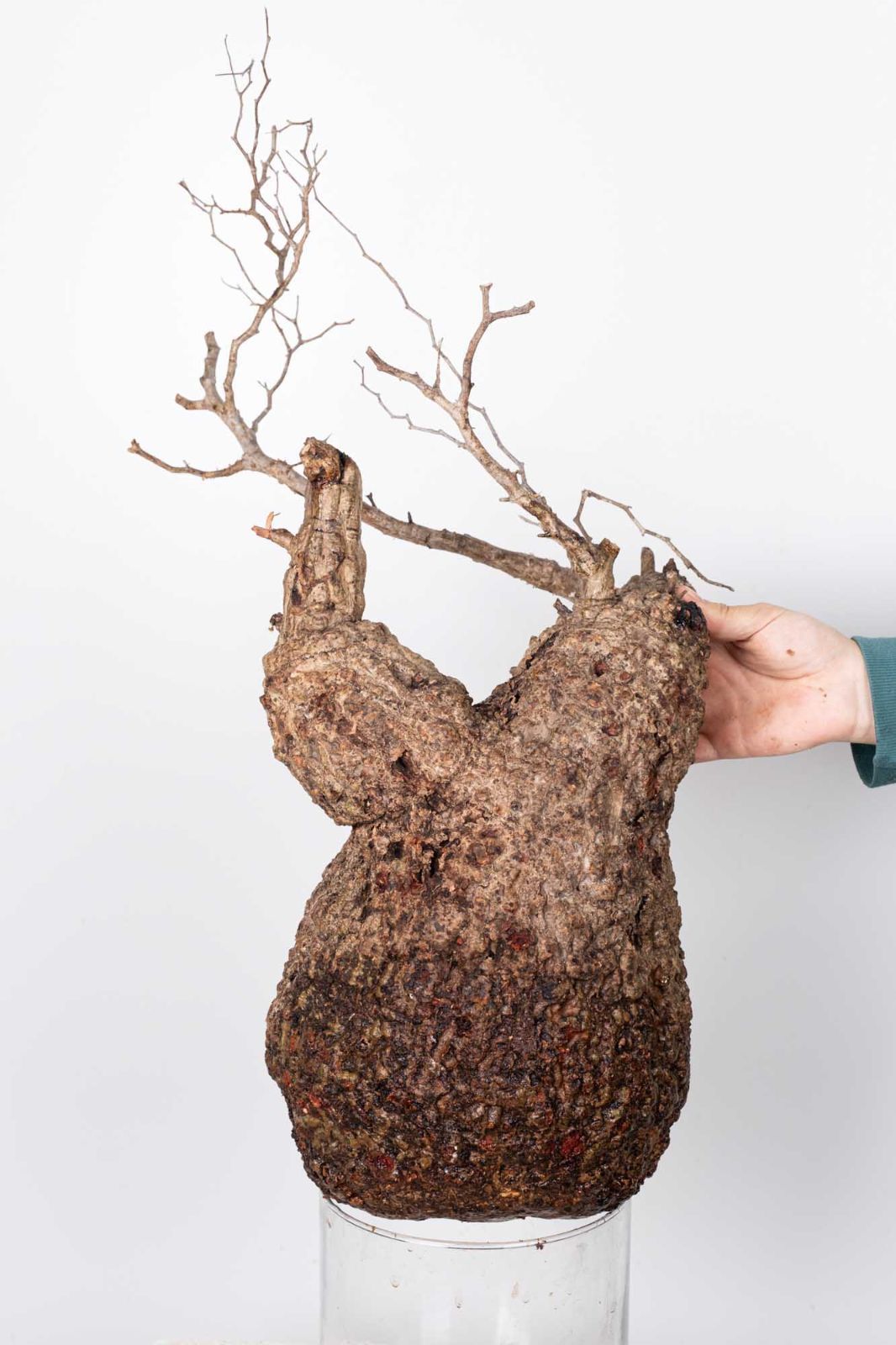 QP82 オペルクリカリア パキプス コーデックス ベアルート株 - メルカリ