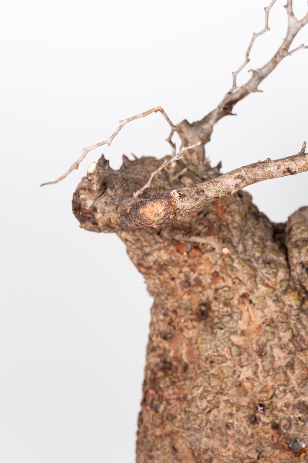 QP82 オペルクリカリア パキプス コーデックス ベアルート株 - メルカリ