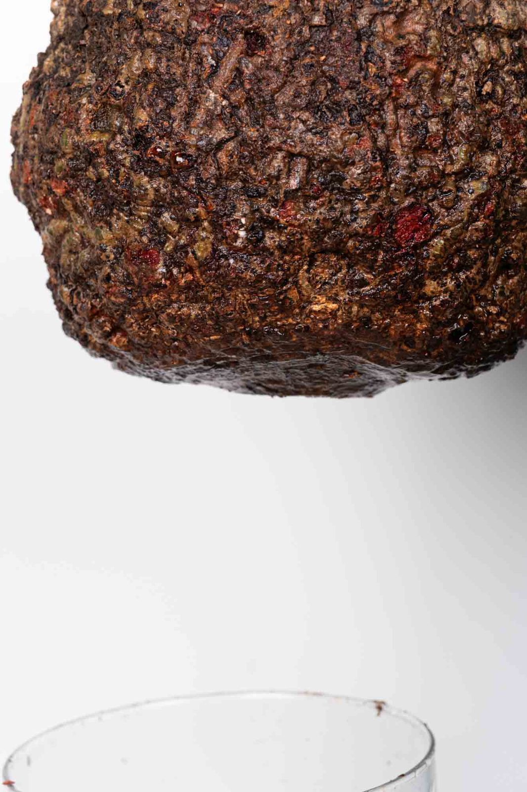 QP82 オペルクリカリア パキプス コーデックス ベアルート株 - メルカリ