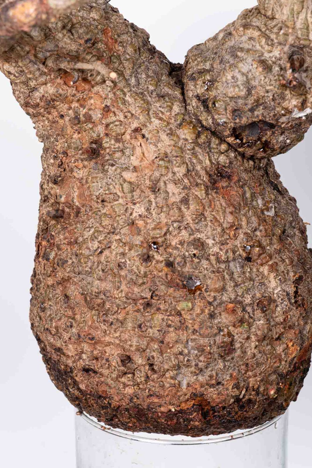 QP82 オペルクリカリア パキプス コーデックス ベアルート株 - メルカリ