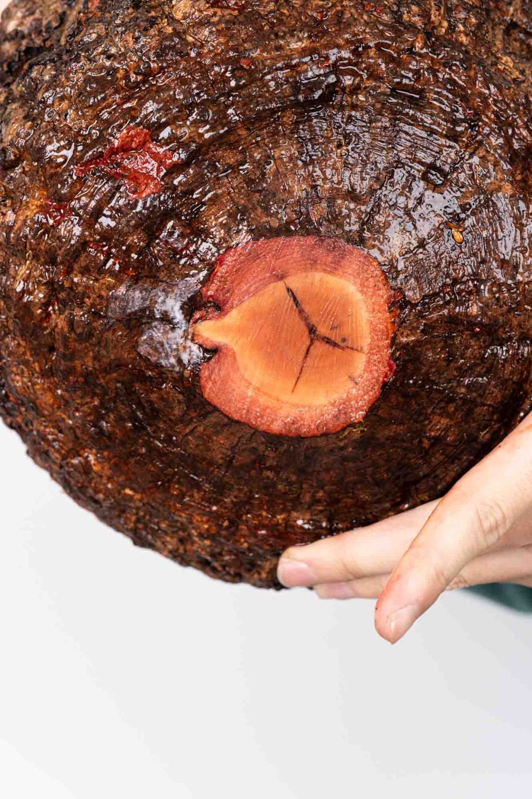 QP82 オペルクリカリア パキプス コーデックス ベアルート株 - メルカリ