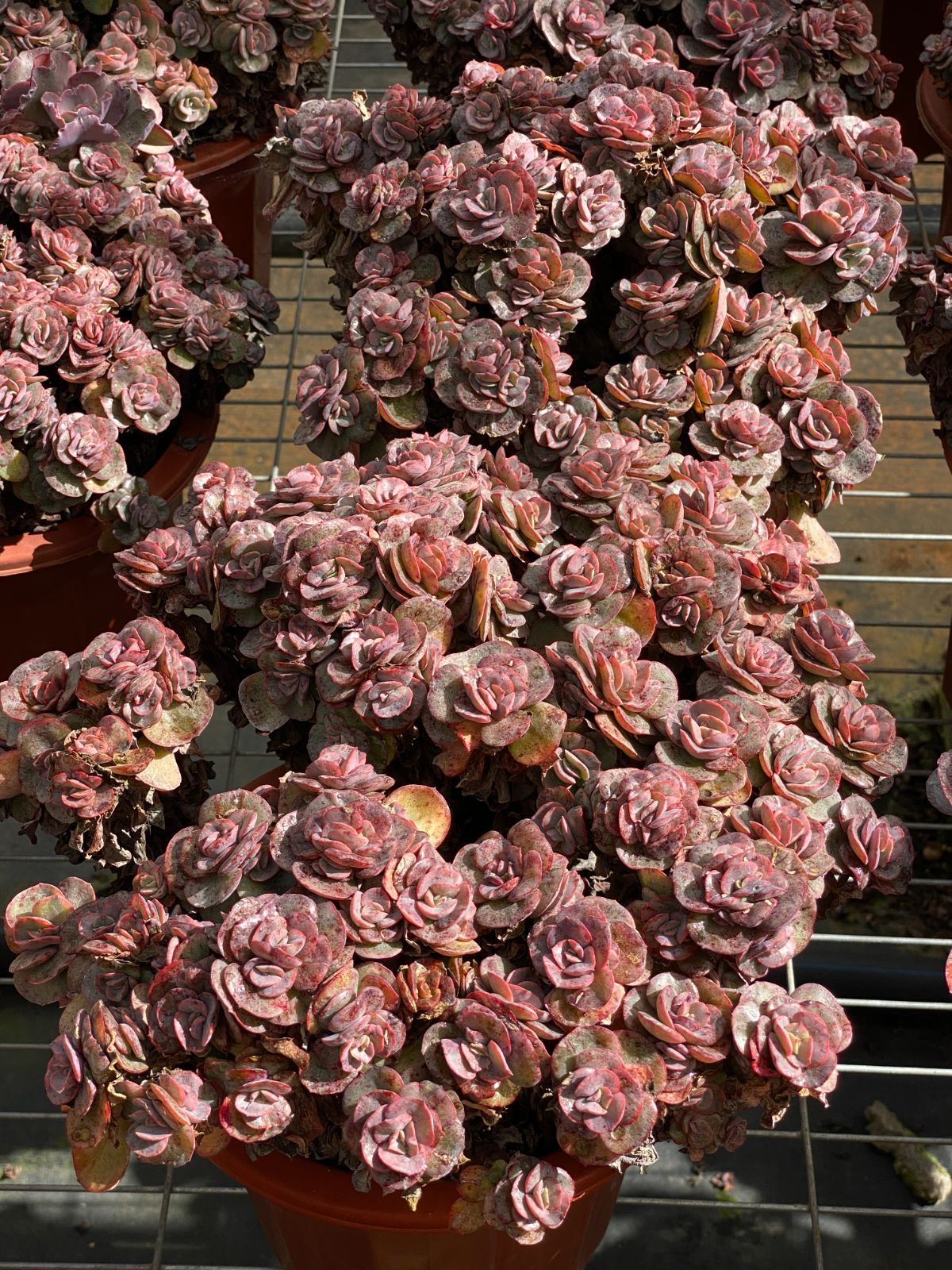 6株の抜き苗セット スヨン 多肉植物 佐川急便発送 エケベリア 韓国苗 ZZ 24