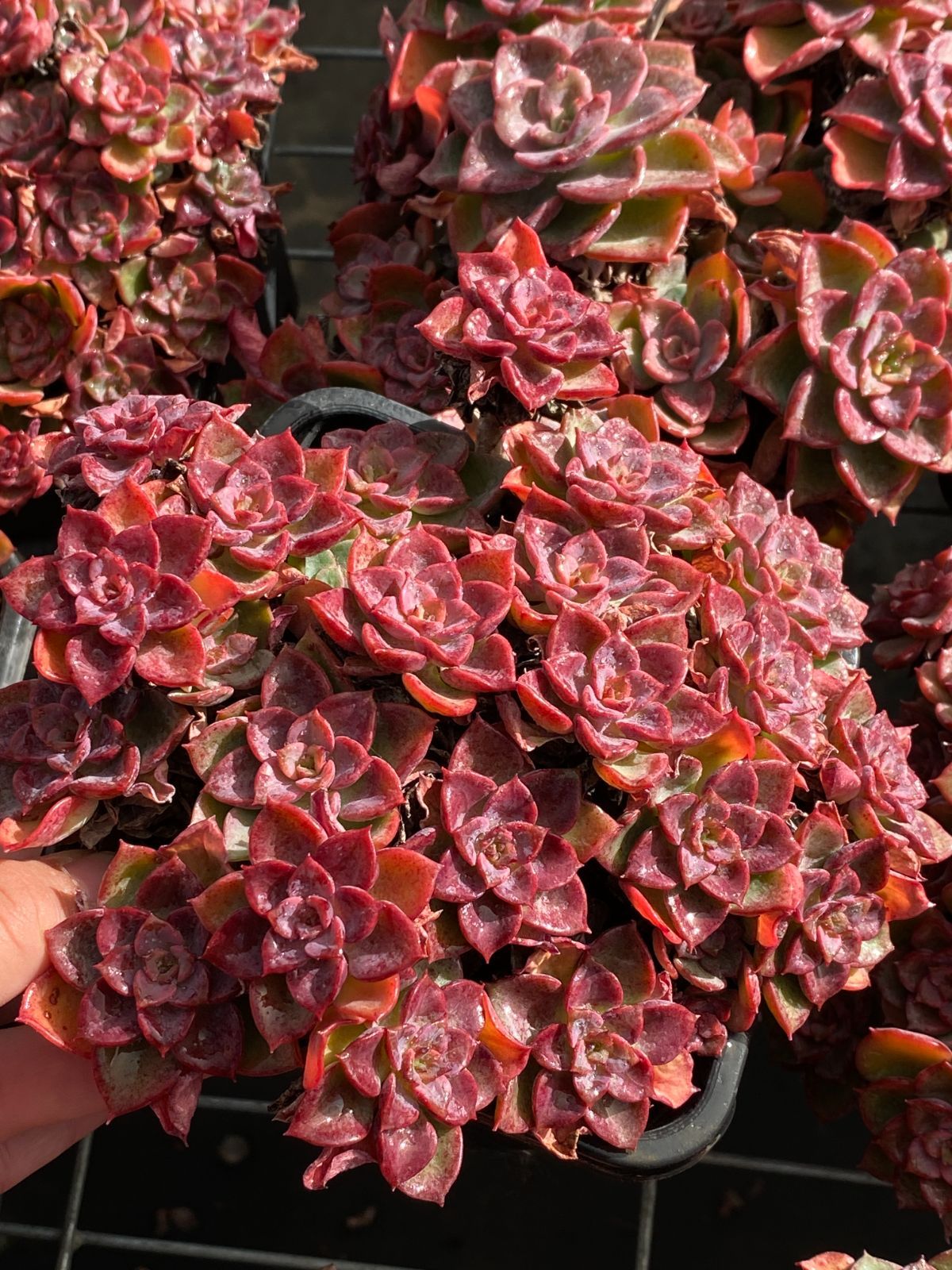 6株の抜き苗セット】炎の花 多肉植物 佐川急便発送 エケベリア 韓国苗