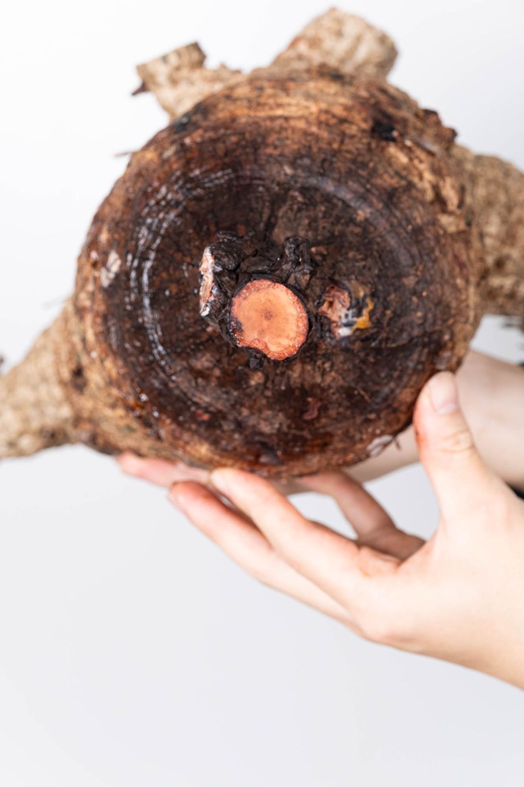 QP83 オペルクリカリア パキプス コーデックス ベアルート株 - メルカリ