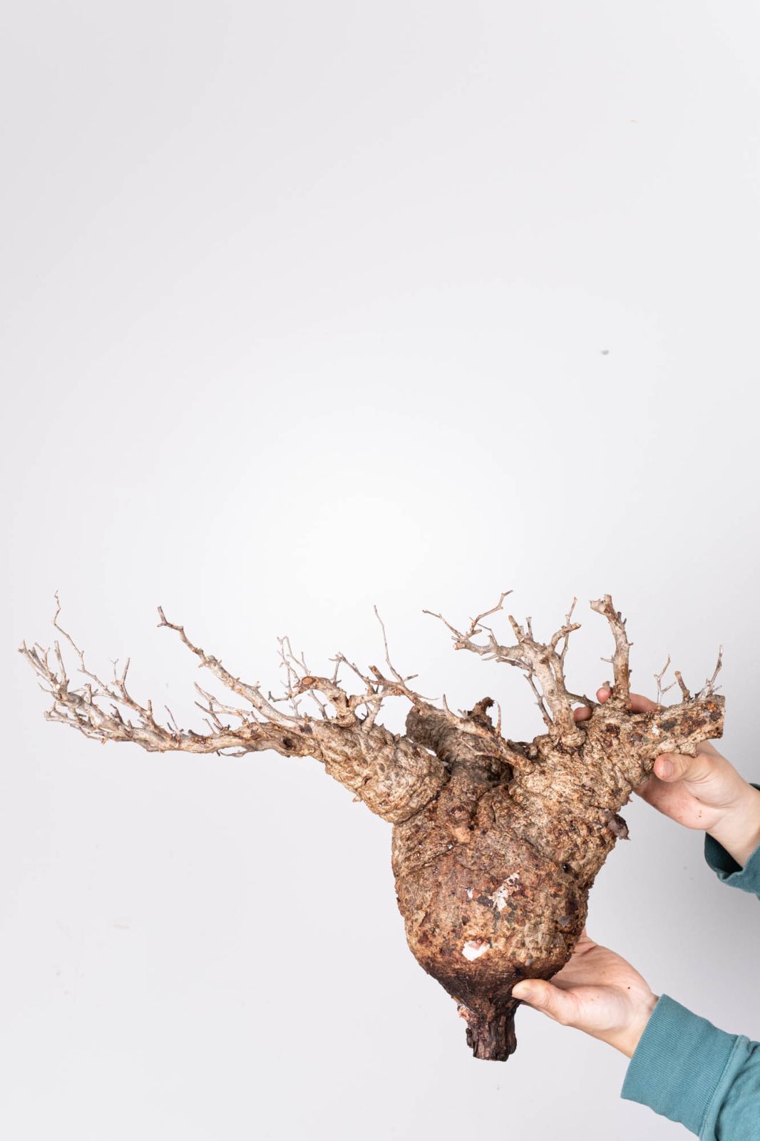 QP83 オペルクリカリア パキプス コーデックス ベアルート株 - メルカリ